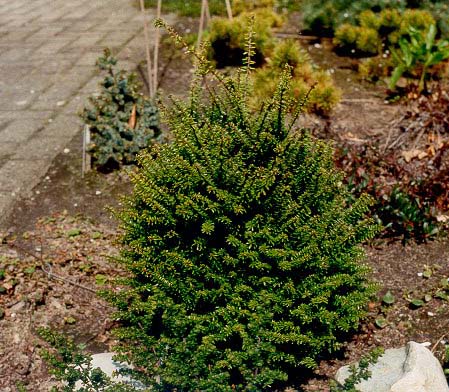 Nordjapanische Hemlocktanne Minikin 40-60cm Tsuga diversifolia 